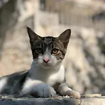 Gostinjska kuća Luka 3*